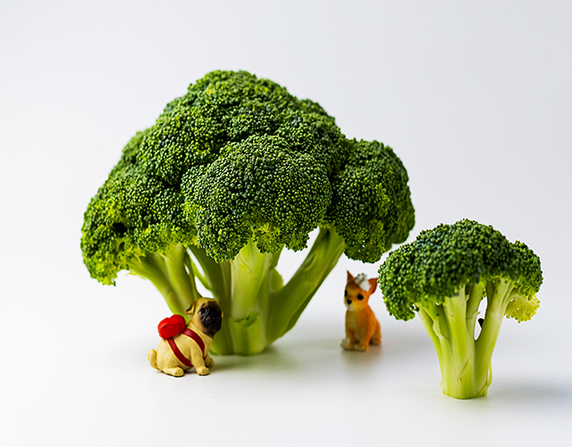 西藍花、蔬菜、食材-康興醫(yī)療器械官網(wǎng)